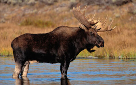 Animal Alliance Political Party