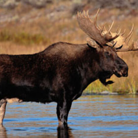 Animal Alliance Political Party