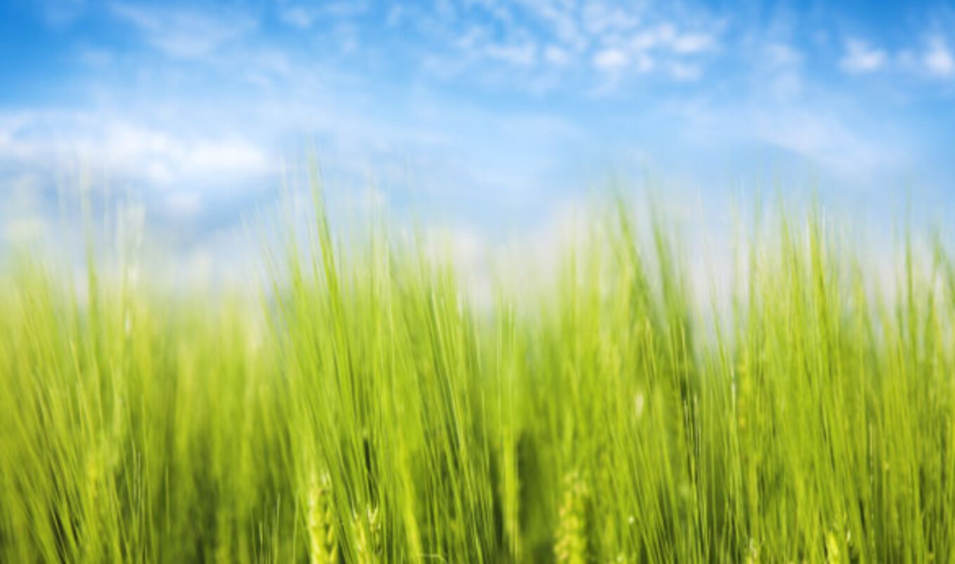 The Achilles' Heel of Factory Farming