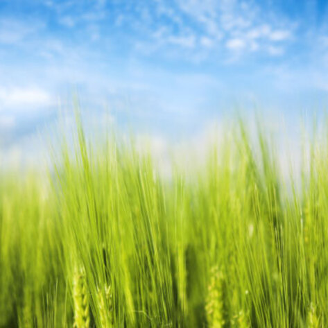 The Rising Cost of Food