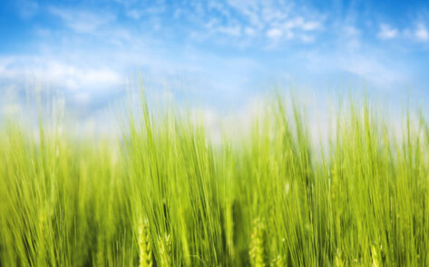 The Rising Cost of Food