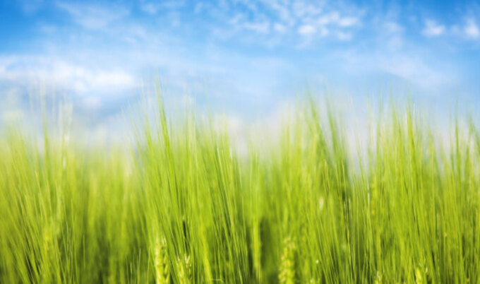 FeatureSmallWheatField