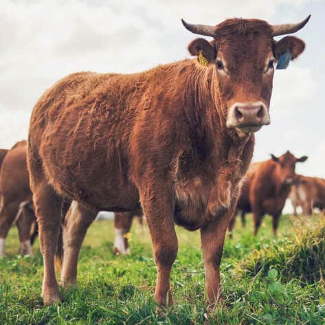 How Does Animal Agriculture Impact the Climate Crisis? COP27 Will Discuss Food Production for the First Time