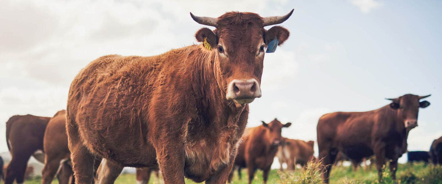 How Does Animal Agriculture Impact the Climate Crisis? COP27 Will Discuss Food Production for the First Time