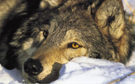 Singer Rihanna Makes Donation To Wolves Sanctuary