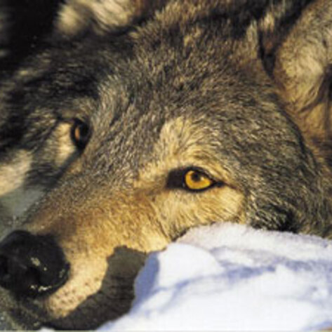 Wolves no Longer Endangered