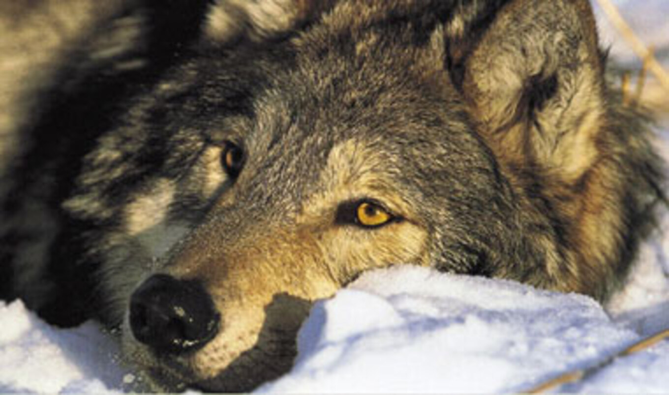 Gov. Kills 2M Wild Animals for Livestock Industry