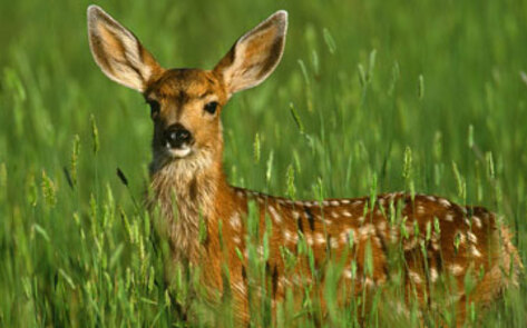 Law May Bar Citizens from Voting on Hunting Issues