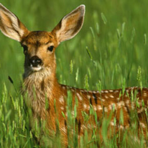Illinois Rep. Opposes Captive Hunting Facilities