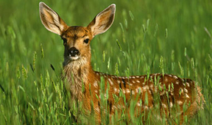 vnd.deer