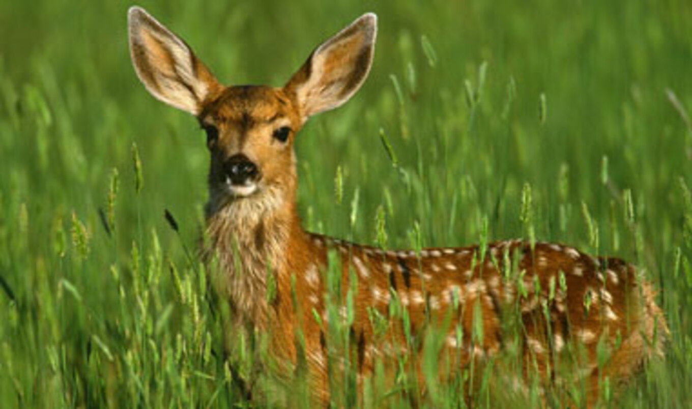 Anti-Poaching Action Network