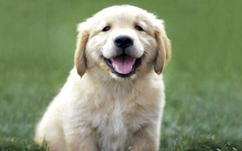 Animals Risk Homelessness