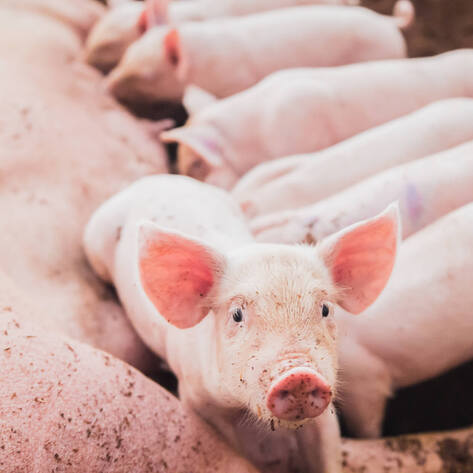 Pork Industry Looks to Overturn CA’s Proposition 12. Will the Supreme Court Let Cruelty Be Status Quo?