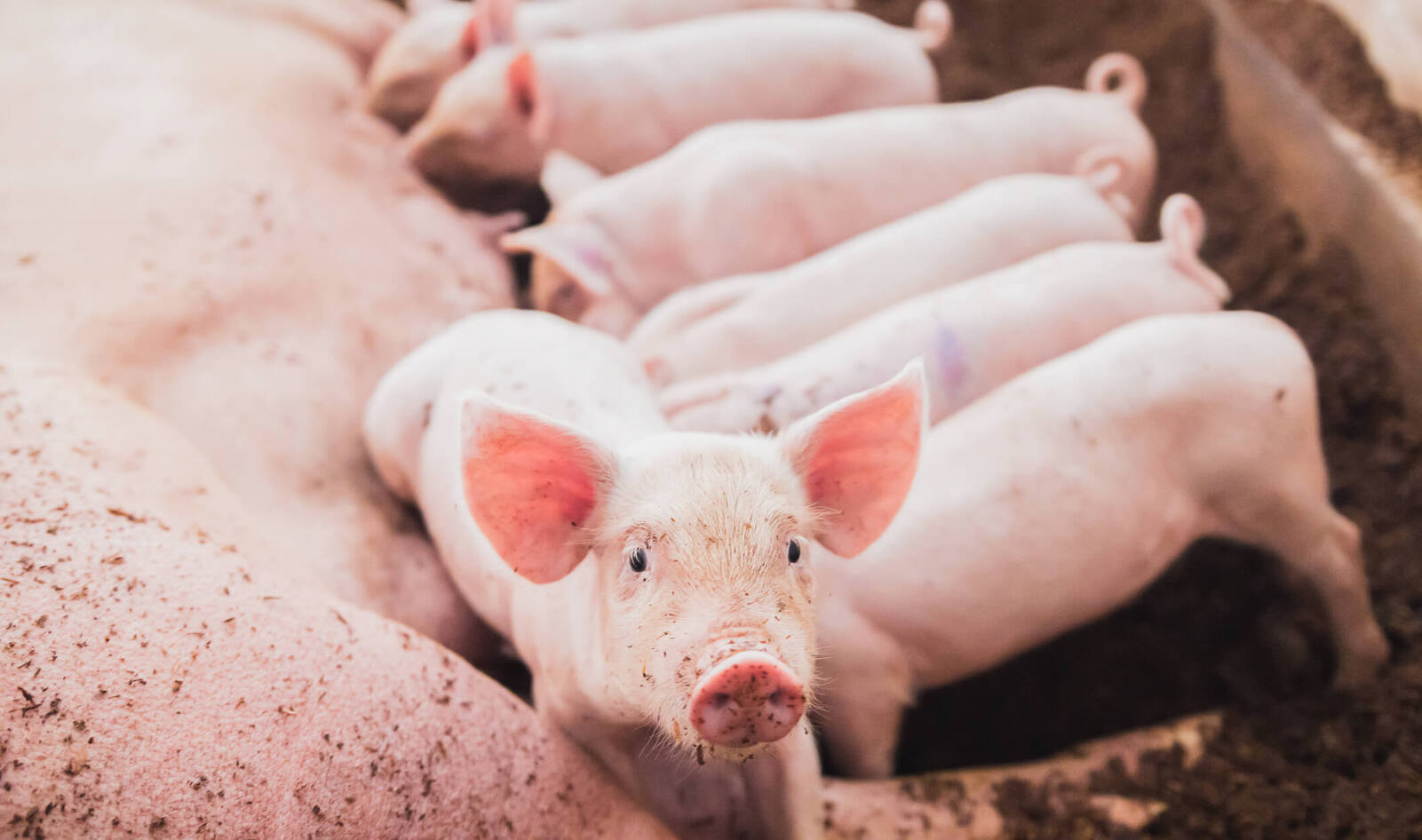 Pork Industry Looks to Overturn CA’s Proposition 12. Will the Supreme Court Let Cruelty Be Status Quo?