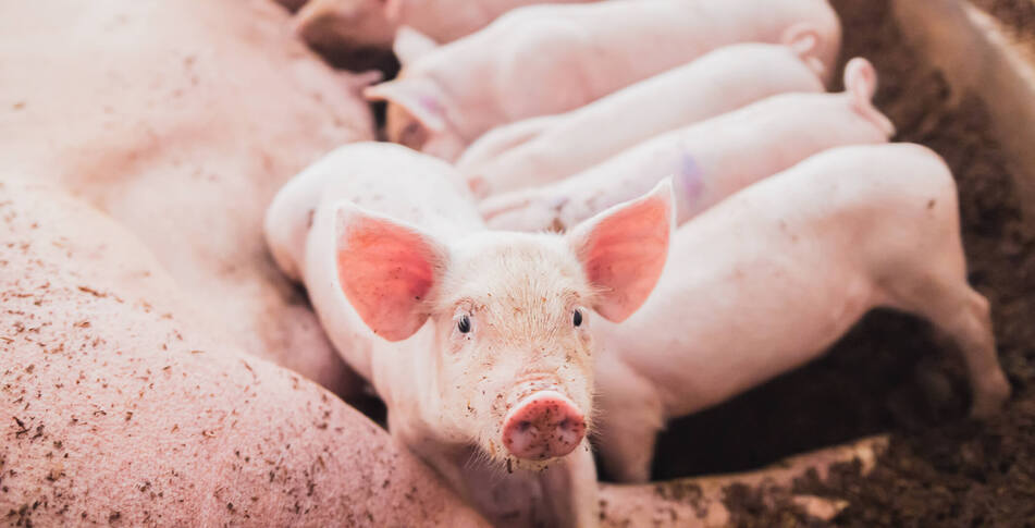 Pork Industry Looks to Overturn CA’s Proposition 12. Will the Supreme Court Let Cruelty Be Status Quo?