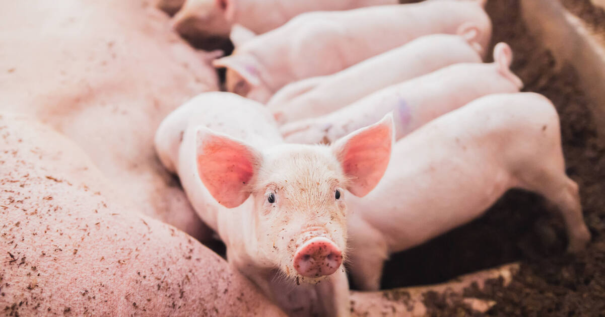 Pork Industry Looks to Overturn CA s Proposition 12 Will the Supreme Pork Industry Looks to Overturn CA s Proposition 12 Will the Supreme