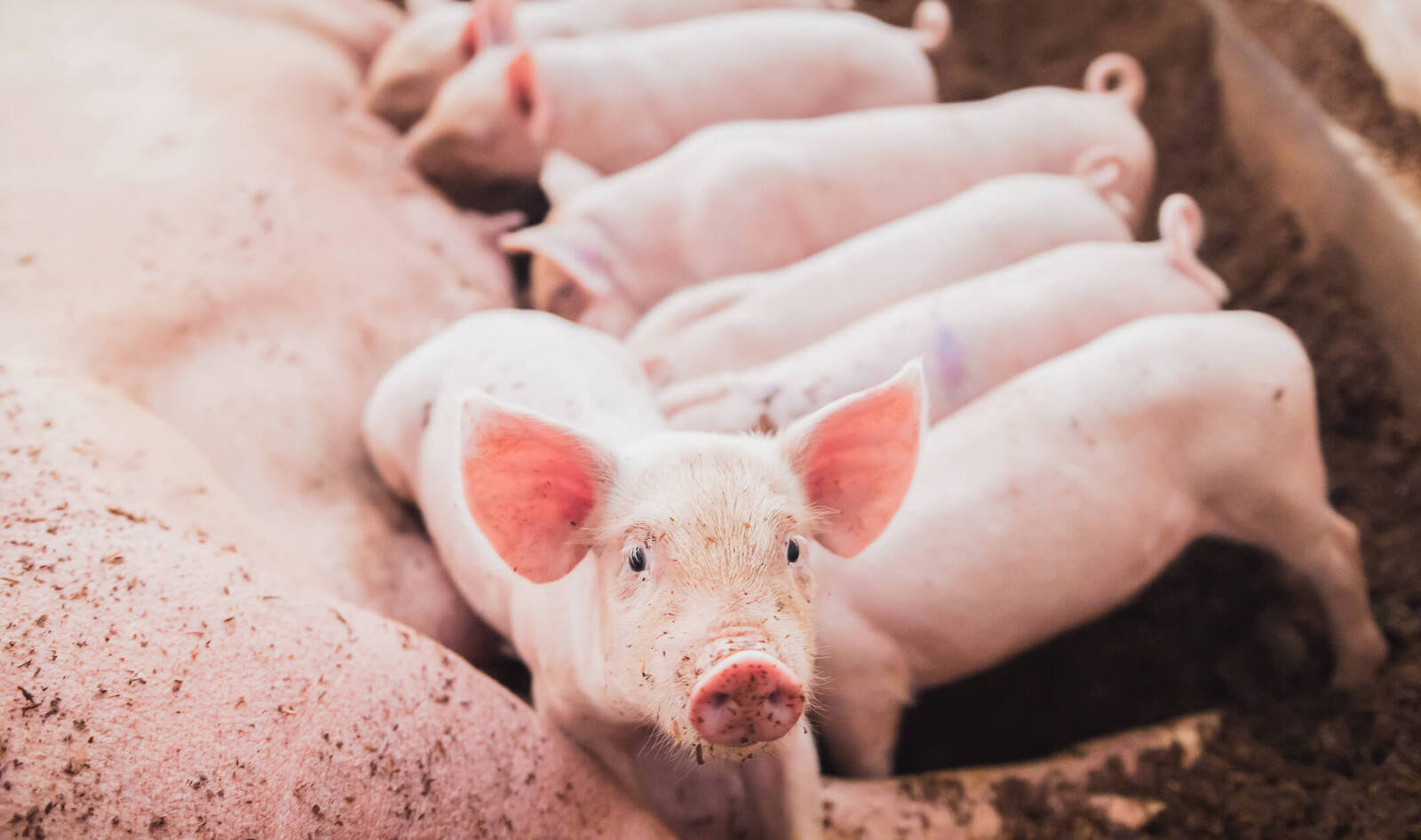 Pork Industry Looks to Overturn CA’s Proposition 12. Will the Supreme Court Let Cruelty Be Status Quo?