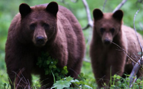 Bill Banning Hound Hunting Passed in California