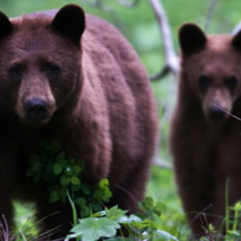 PETA Uses Drones to Prevent Hunting Violations