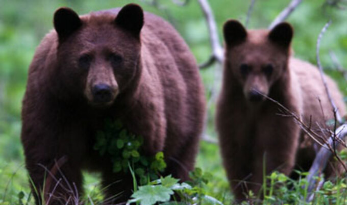 VND.BlackBears