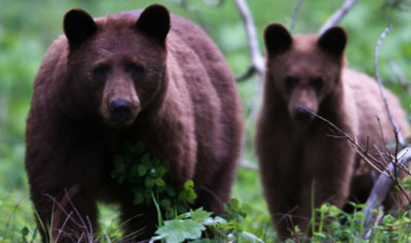 PETA Uses Drones to Prevent Hunting Violations