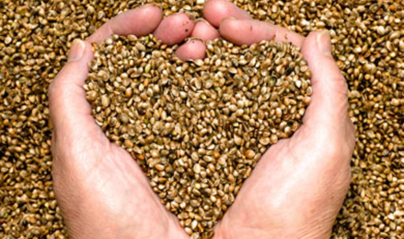 All About Hemp