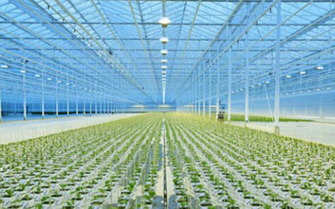 Thanet Earth's Fruits and Veggies