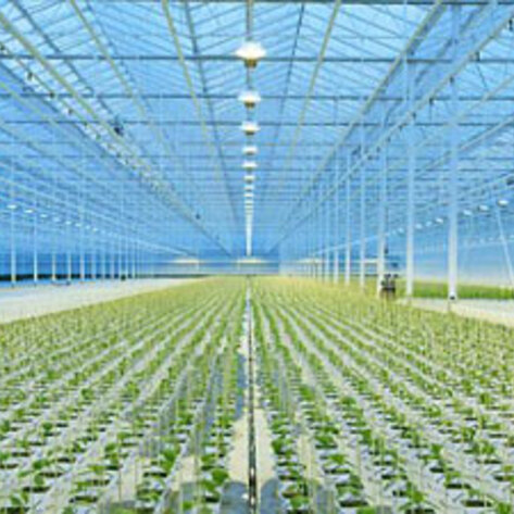 Thanet Earth's Fruits and Veggies