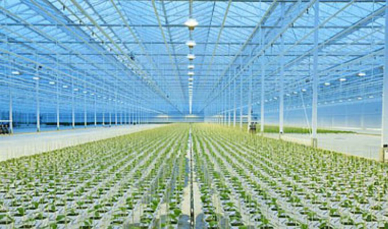 Thanet Earth's Fruits and Veggies