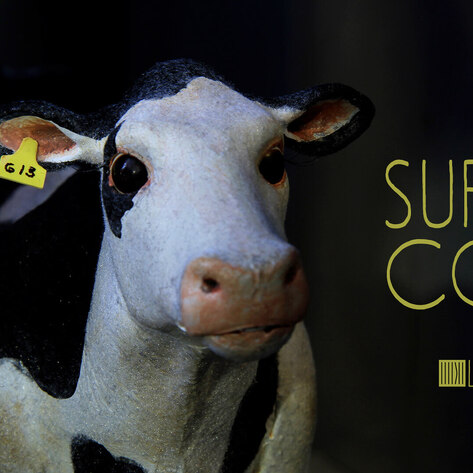 Are Animals Individuals or Statistics? New Short Film 'Super Cow' Connects the Dots.