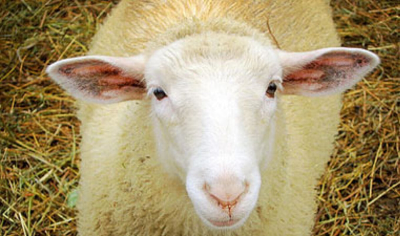 E. Coli Outbreak Could Lead to Petting Zoo Ban