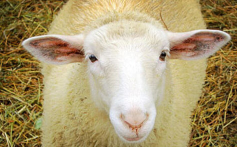 Hospital Stops Using Sheep