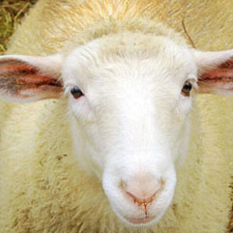 E. Coli Outbreak Could Lead to Petting Zoo Ban
