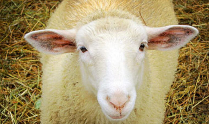 vnd.sheep