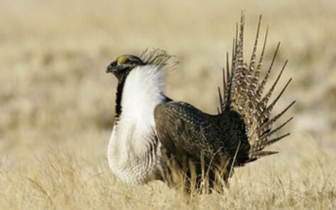 Endangered Species Review