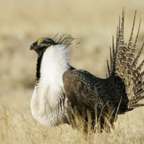 Endangered Species Review