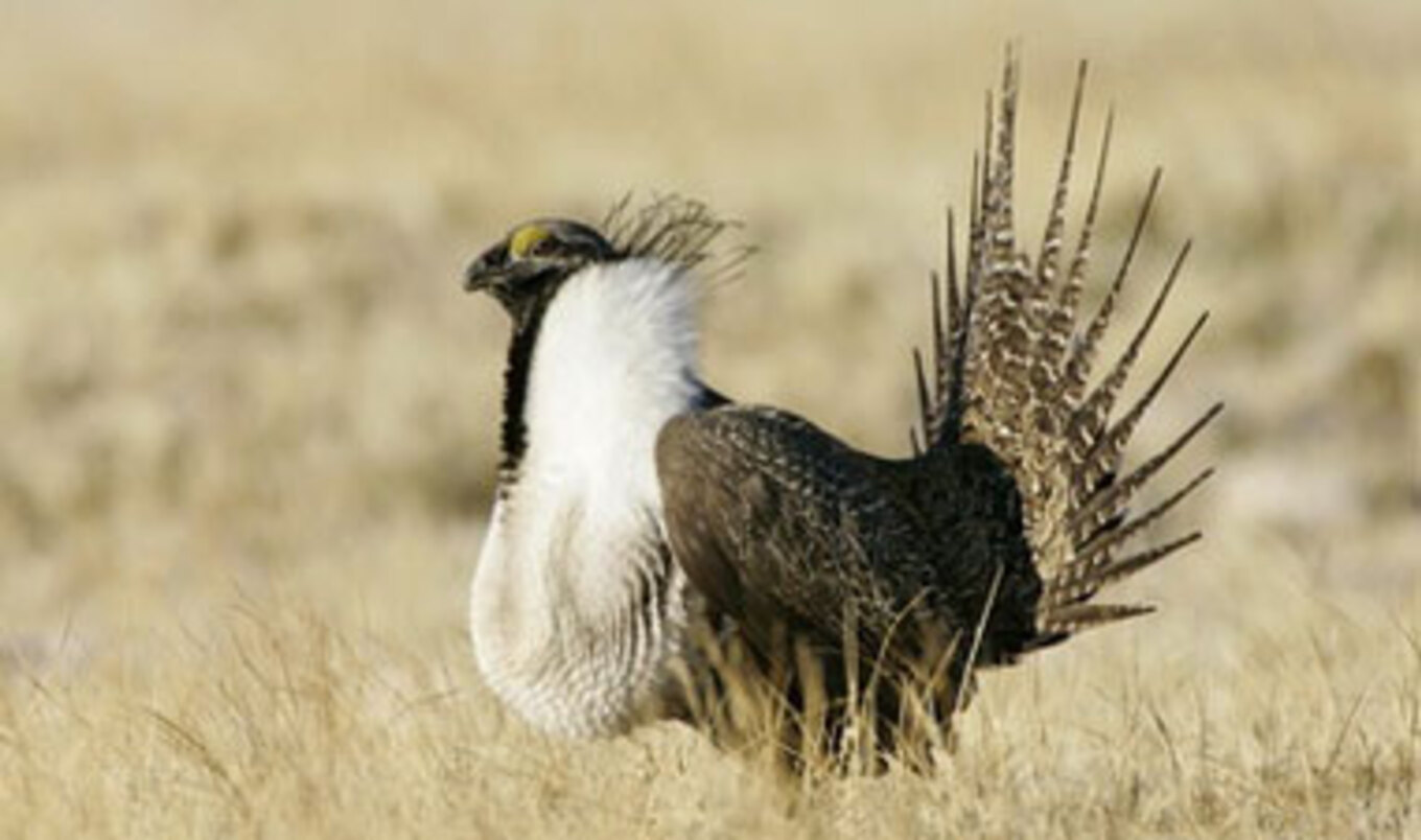 Endangered Species Review