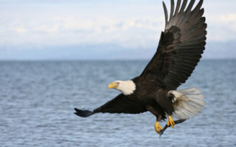 Environmental Protection