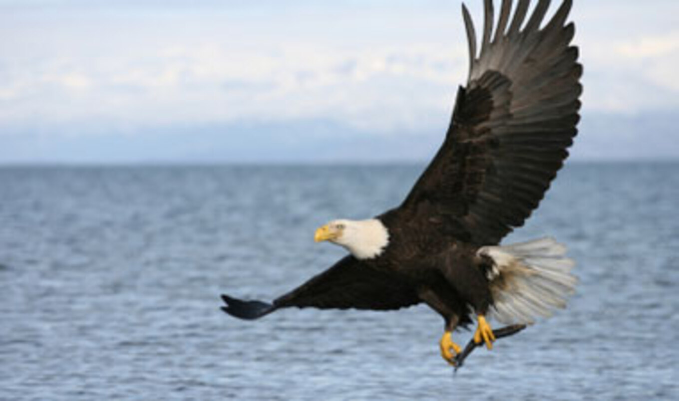 Environmental Protection