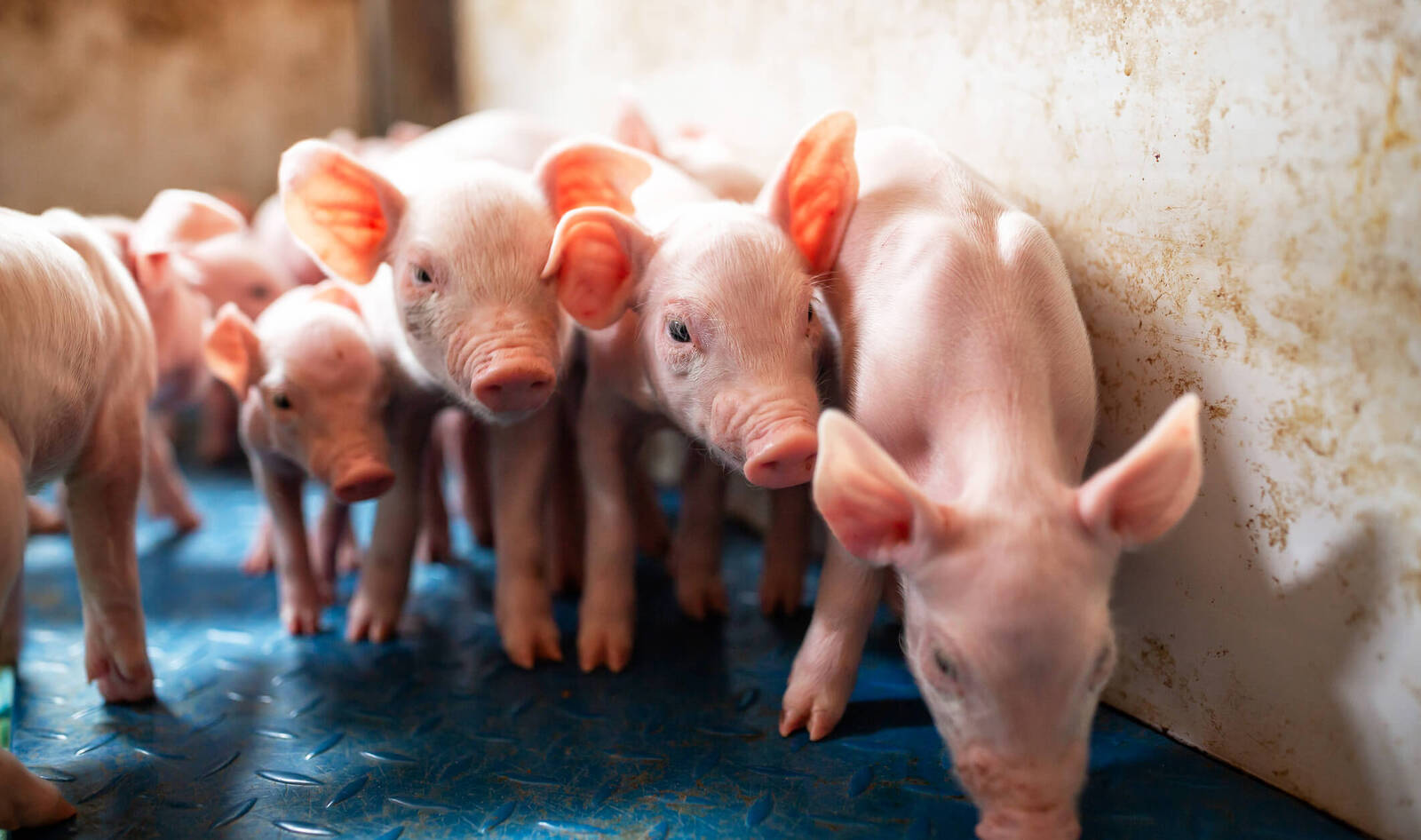 Pigs Get Their Day in Court in Smithfield Gestation Crate Cruelty Case | VegNews Pigs Get Their Day in Court in Smithfield Gestation Crate Cruelty Case | VegNews