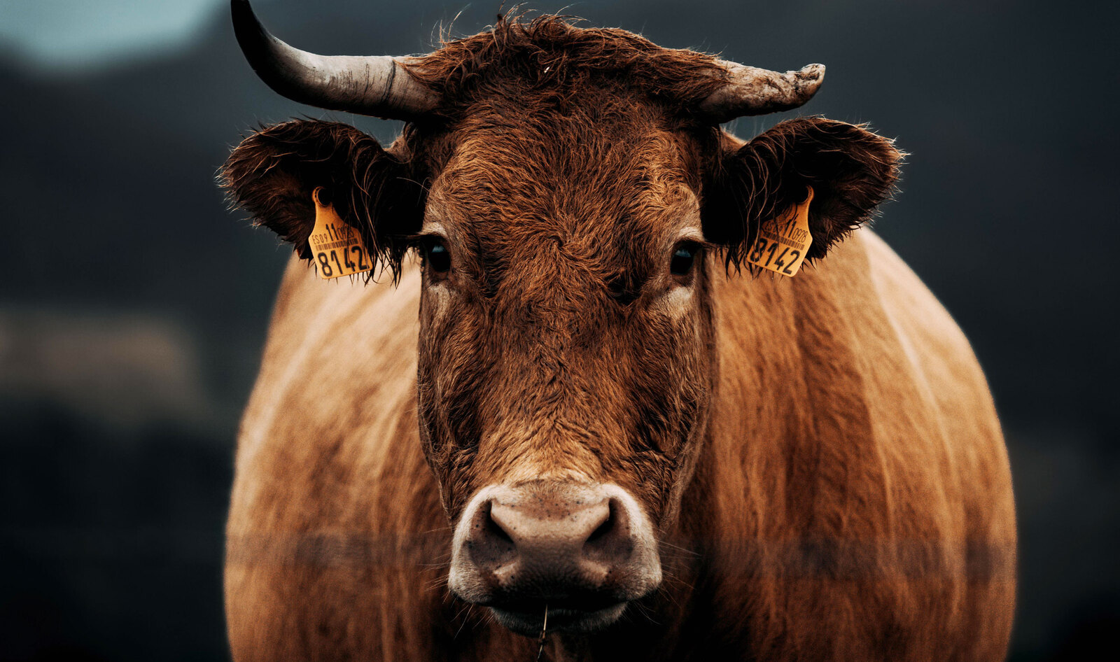 The Meat Industry Is Still Destroying the Amazon for Soy, Study Finds