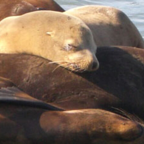 Feds OK Killing Sea Lions