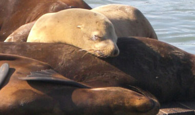 VND.SeaLionsSleeping