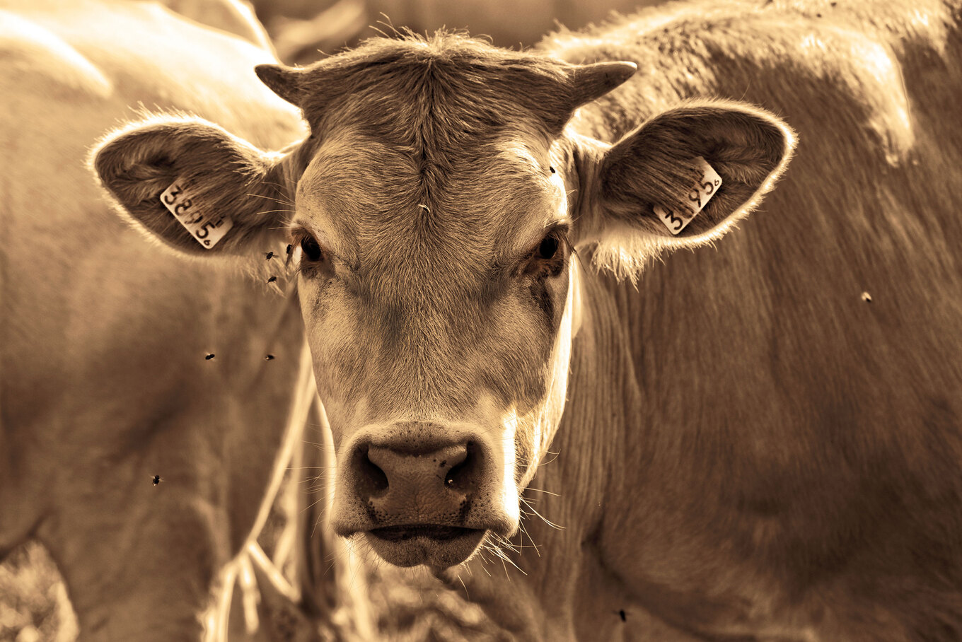 VegNews.Cow7.Pixabay