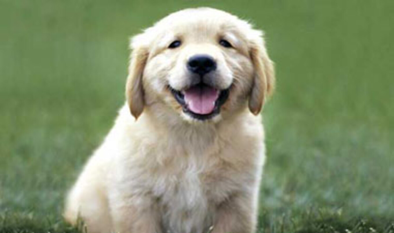 Four-legged Family Members