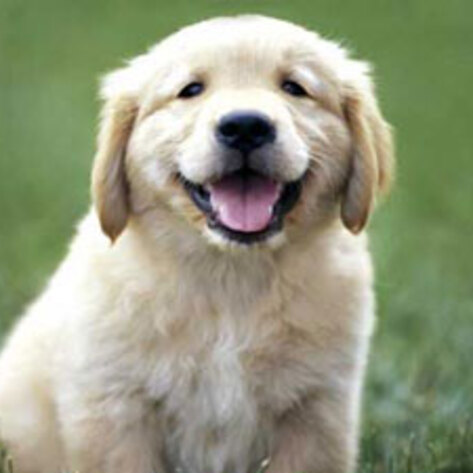 Four-legged Family Members