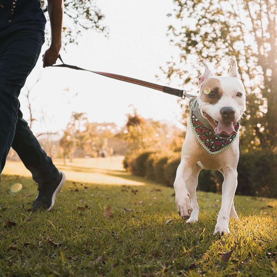 GI Issues Drop 90 Percent, Dandruff 77 Percent in Vegan Dogs, Study Shows