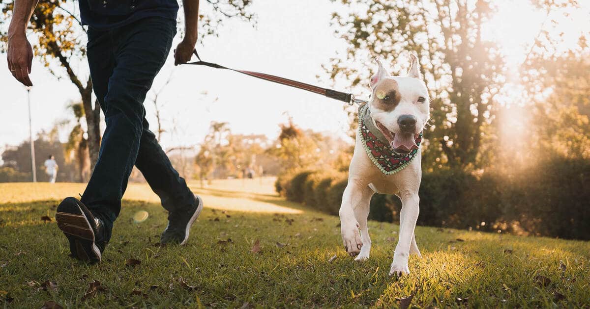 GI Issues Drop 90 Percent, Dandruff 77 Percent in Vegan Dogs, Study Shows