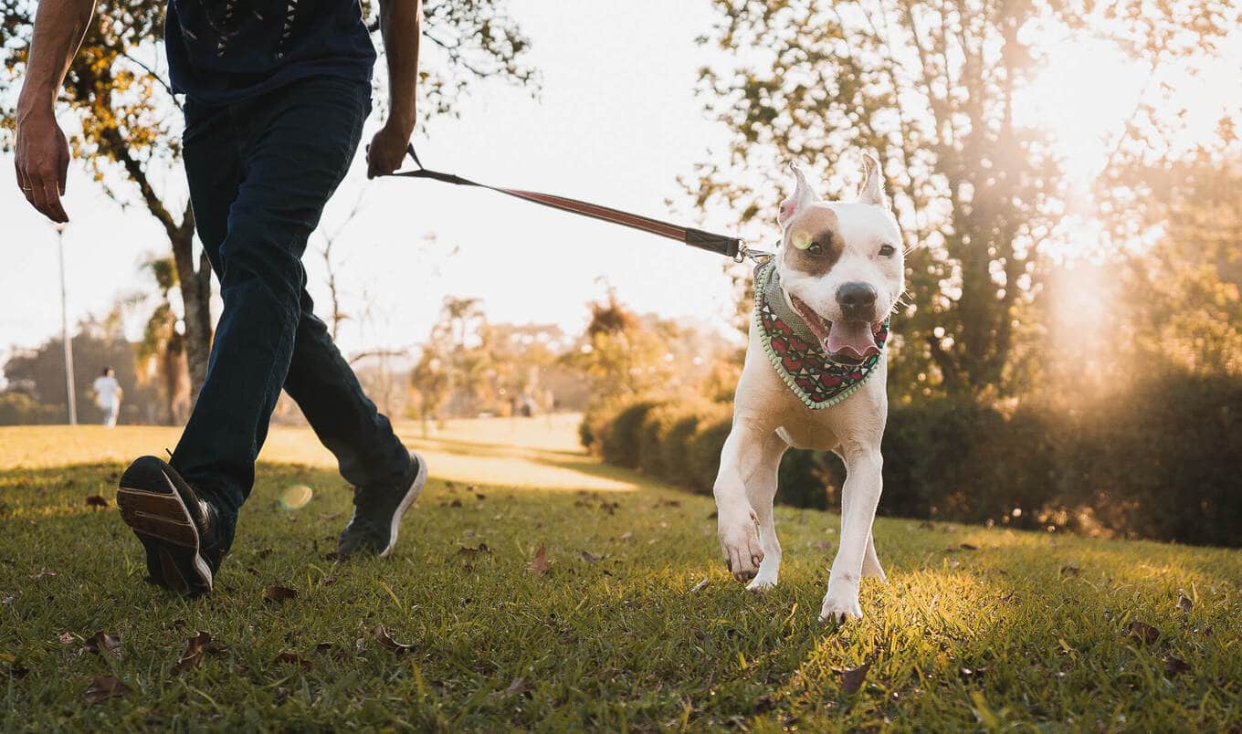 VegNews.VeganDogs.Capuski