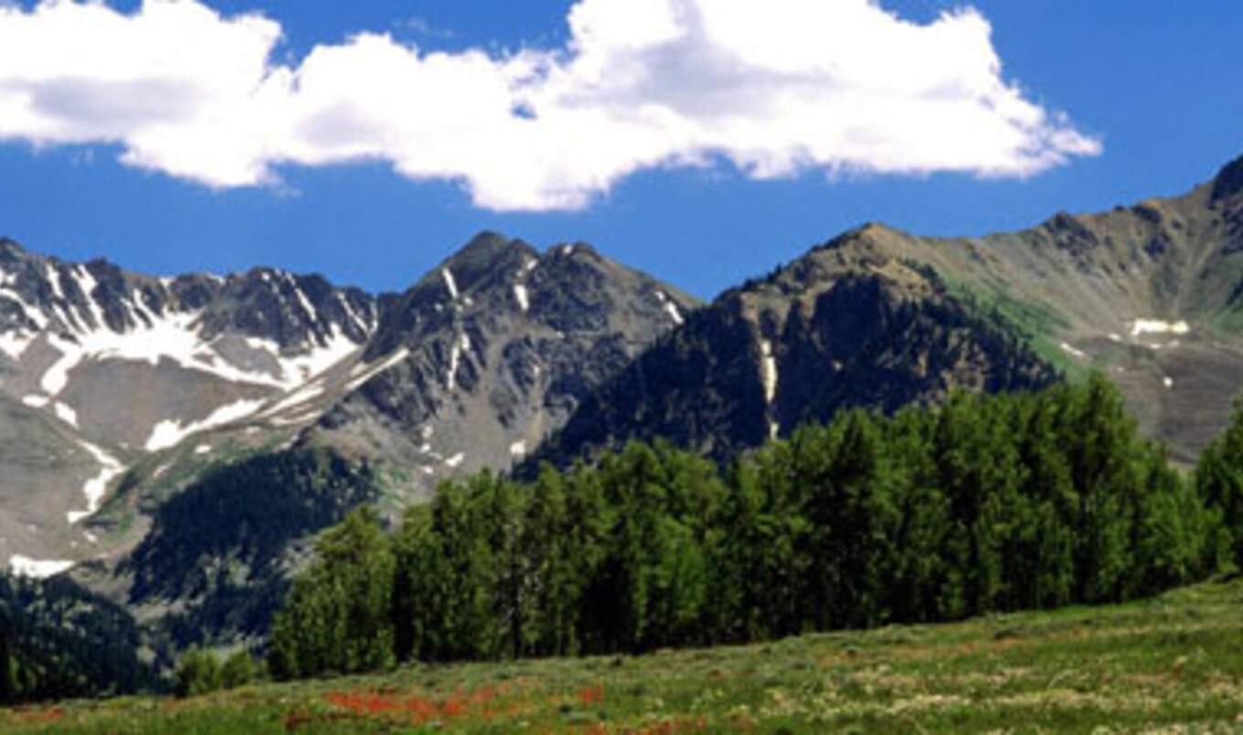 Aspen's Meatless Mondays